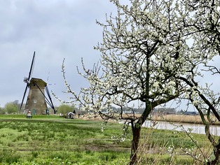 Holland-wie-aus-dem-Bilderbuch-in-Kinderdijk