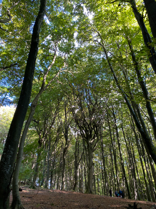 bild_CB_01Buchenurwald