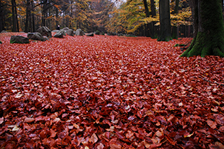 bild_cb_ostfriesland_8